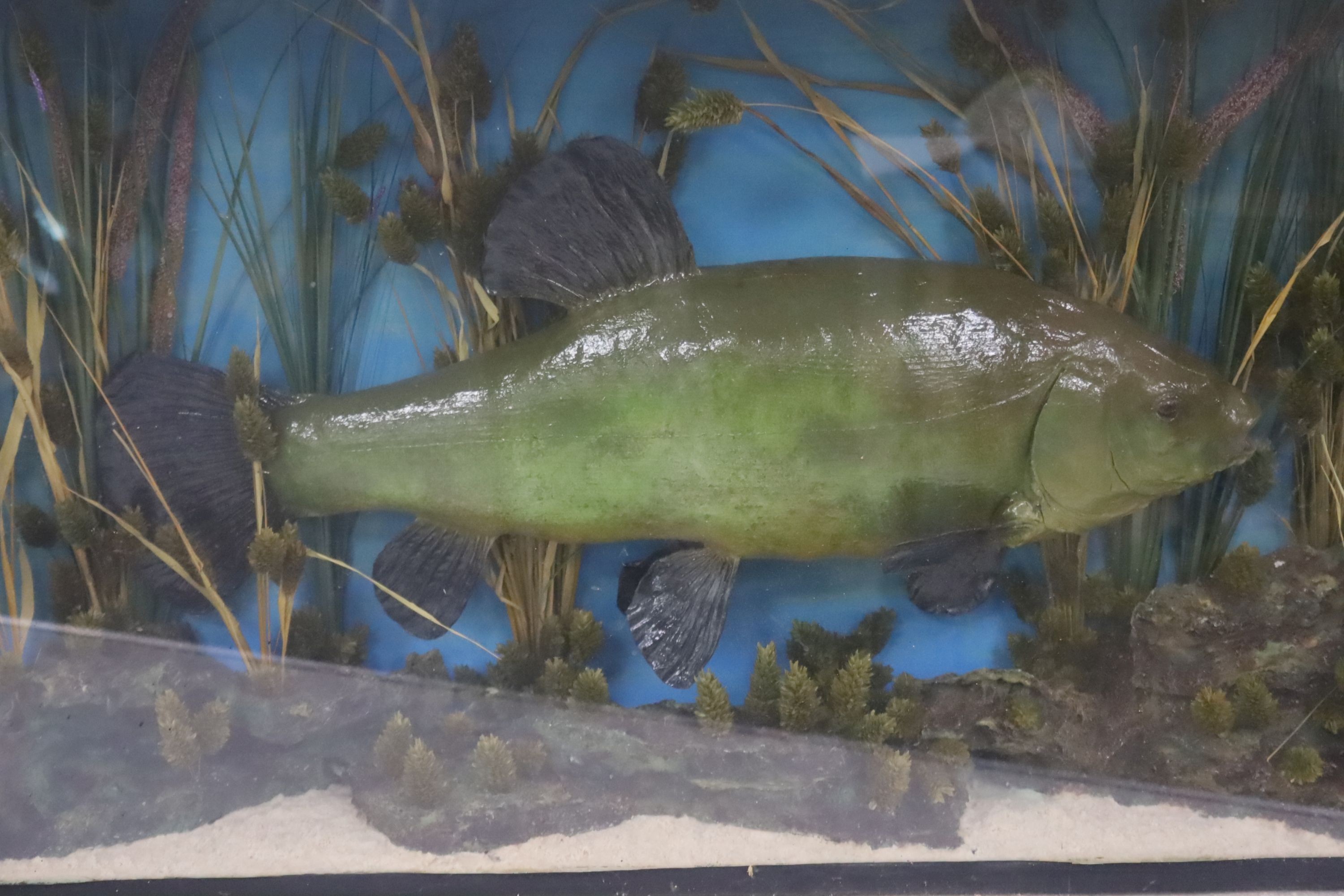 Two cased taxidermic fish, carp 10lbs 2oz, and another, 69cm and 76cm